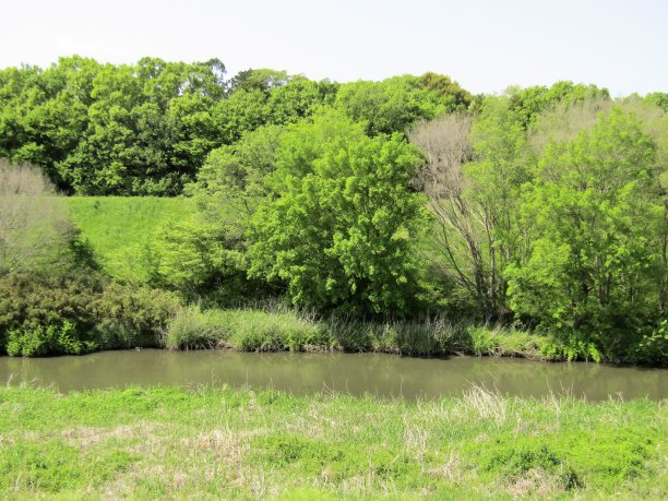 日本。4月。在小河的岸边。图片下载