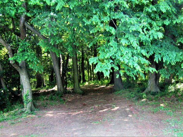 日本。4月。林中空地。阳光和阴影。图片下载