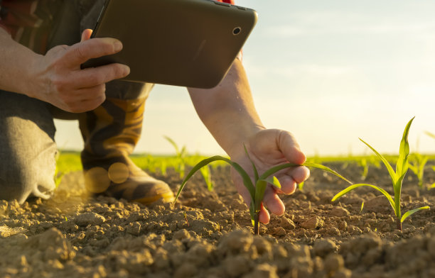 蔬菜种植者的女性手触摸玉米幼苗特写。女农学家在玉米地里检查新作物的萌芽。图片下载