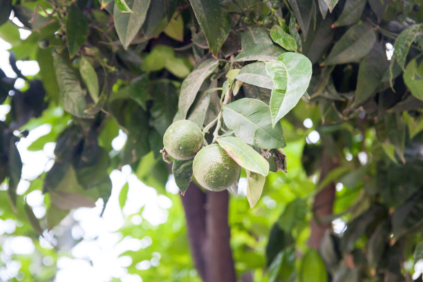 夏天在土耳其度假，欣赏新鲜的橘子树图片下载