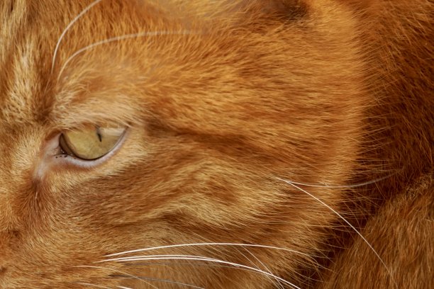 橙色的猫。亮橙色的猫。生姜猫特写。一只漂亮的红毛猫正坐在屋顶上。亮橙色猫咪特写。图片下载