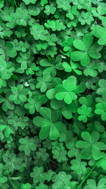 垂直绿色背景与新鲜的野生三叶草叶子。图片下载