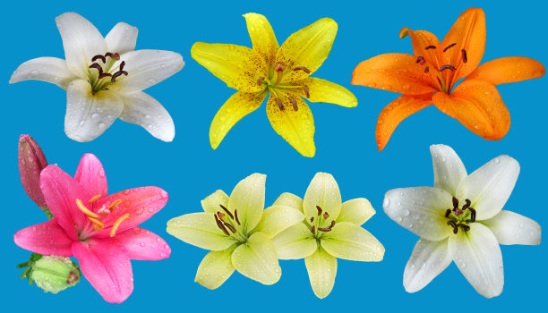 一组湿百合花孤立的蓝色背景。图片下载