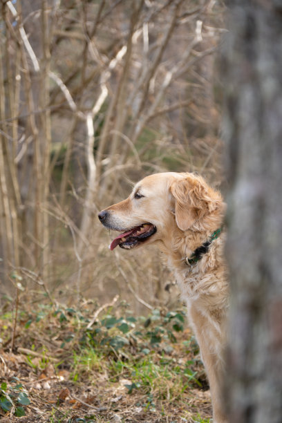 金毛犬肖像在大自然图片下载