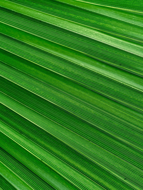 绿色香蕉棕榈叶特写图片下载