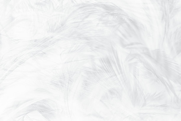 美丽的白色羽毛羊毛图案纹理背景图片下载