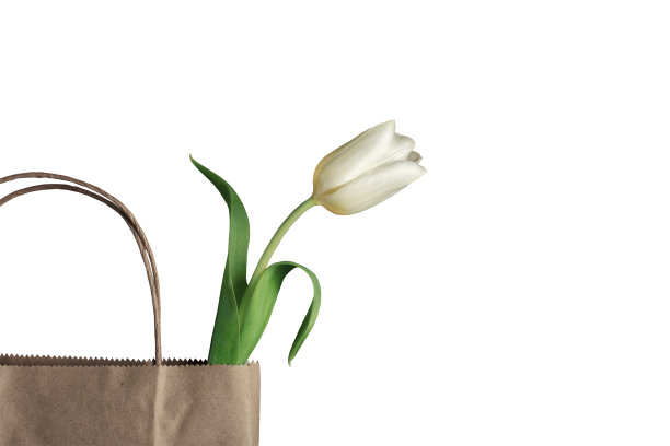 白色背景上有一朵白色郁金香图片下载