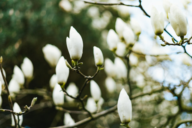 美丽的玉兰花图片下载