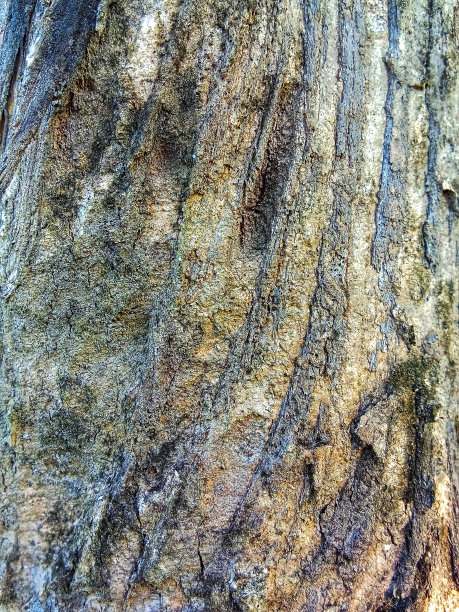 一棵枯树的木质纹理图片下载