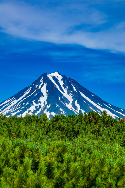 火山上的西伯利亚矮松树丛图片下载