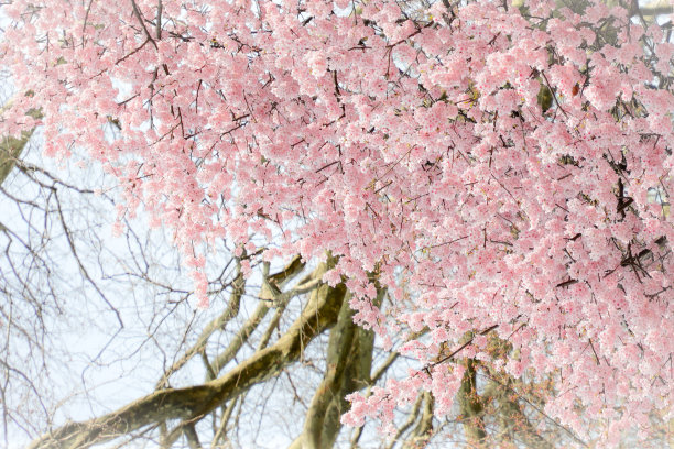 春天樱花的特写图像图片下载