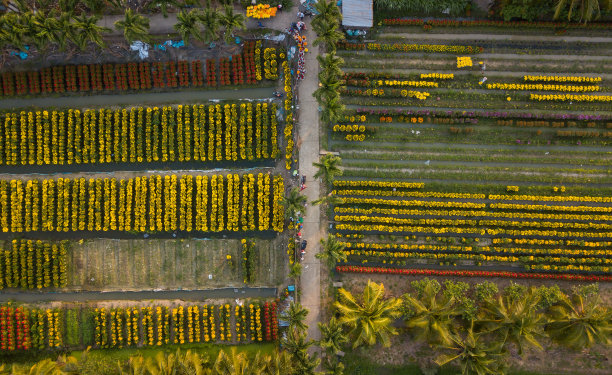 天江省，准备运往市场的花园鸟瞰图图片下载