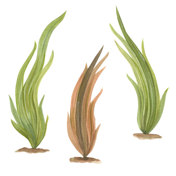 水彩插图的一套海洋植物隔离在白色背景。印刷设计，卡片，背景，菜单，纪念品，装饰，横幅，墙纸，织物，纺织品，包装图片下载