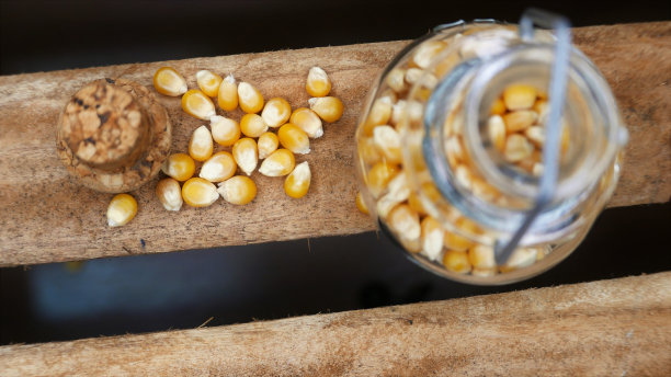 爆米花的成分。玉米谷物。玉米粒在桌子上。玉米粒。准备玉米。玉米谷物图片下载