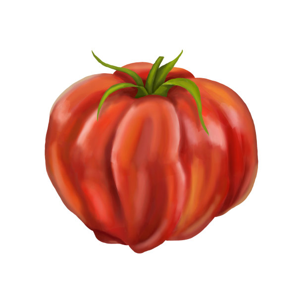 红色成熟的肉质番茄。白色背景上的数字插图图片下载