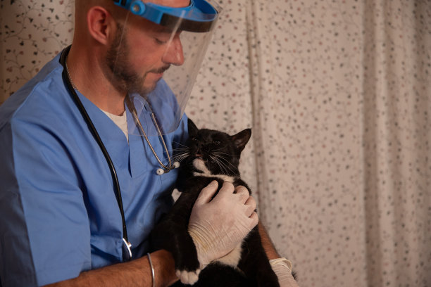 兽医在家中进行医疗检查时抱着一只猫，这是宠物保健的概念。图片下载