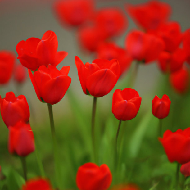 郁金香属百合科的球茎草本植物。郁金香，园林花卉，栽培品种和品种。花娇嫩，颜色鲜红。美丽的花蕾。景观。各种混合动力车。图片下载