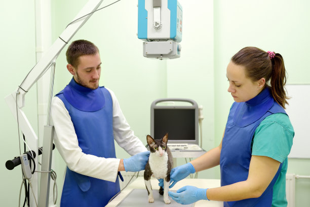 两名兽医将在兽医诊所检查期间为康沃尔雷克斯猫进行x光检查。宠物的健康。照顾动物。图片下载