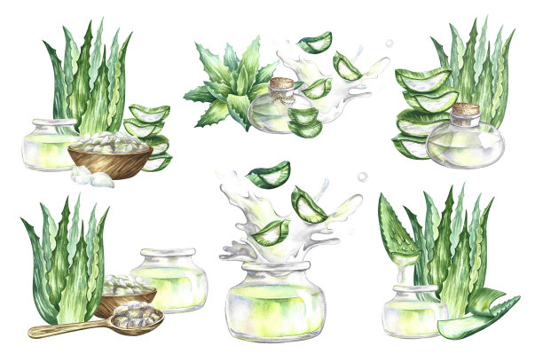 芦荟成分。手绘水彩画。标签和包装，贴纸和印刷品。图片下载