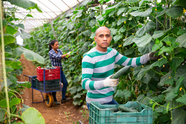 拉丁美洲农民在温室里采摘成熟的黄瓜图片下载