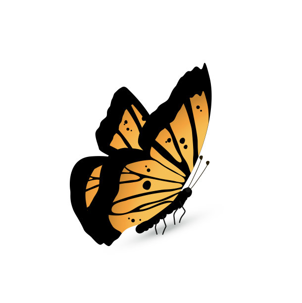 蝴蝶有着黄黑相间的翅膀，是春天大自然中孤立的可爱昆虫图片下载