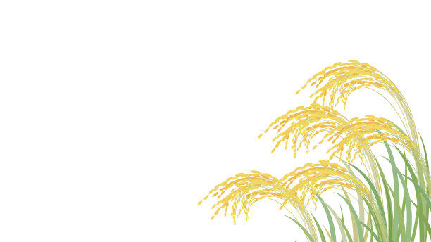 水稻穗的矢量图图片下载