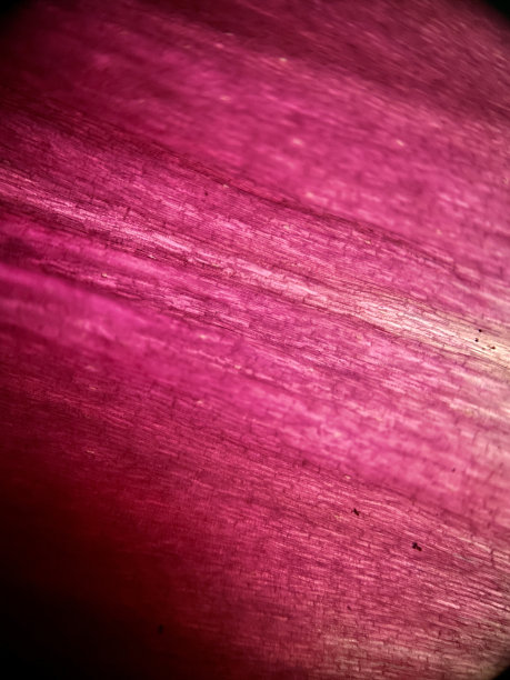 郁金香花瓣微距摄影图片下载