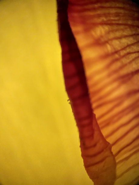 春季花卉纹理，宏观，郁金香，组成花卉纹理图片下载