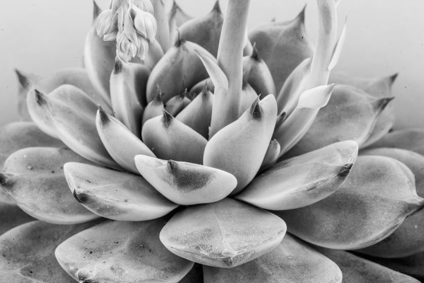 多肉莲座丛植物，侧视图。宏观芙蓉花出版，屏幕保护程序，壁纸，海报，横幅，封面，网站，帖子，空间为您的设计或文本。高质量照片图片下载
