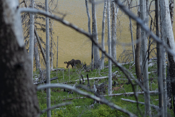 冰川国家公园的野生动物图片下载