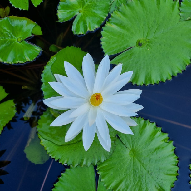 美丽的睡莲图片下载