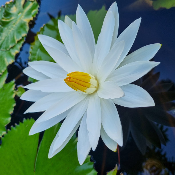 美丽的睡莲图片下载