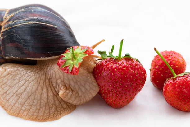 巨型蜗牛宠物。非洲蜗牛吃成熟的草莓。图片下载