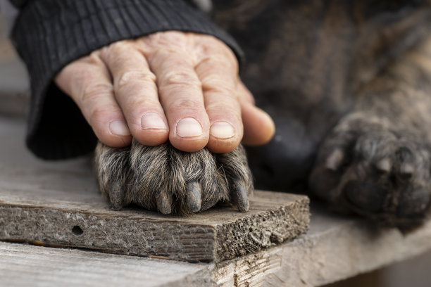 狗的爪子和人的手放在一起。人与狗之间友谊、信任、爱、关心的概念形象。图片下载
