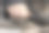 狗的爪子和人的手放在一起。人与狗之间友谊、信任、爱、关心的概念形象。图片下载