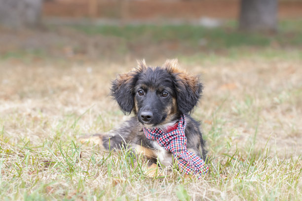 戴领带的狗的肖像。一只穿着衣服的狗。一只可爱的小狗系着彩色领带在公园外面散步。图片下载