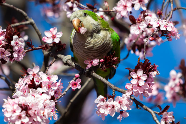 一只绿翅膀的鹦鹉栖息在开花的杏树上。图片下载