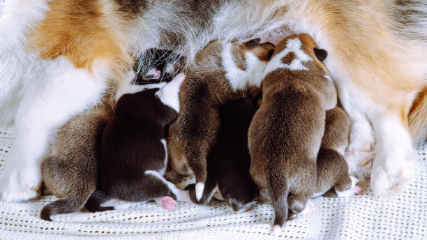小小的三色威尔士柯基犬幼仔吃东西，躺在妈妈身边，在白色的毯子上哺乳。父母照顾图片下载