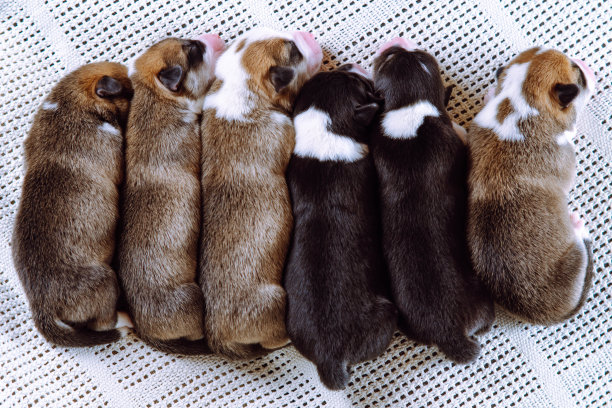 可爱的，漂亮的，平静的棕色，白色和黑色的威尔士柯基小狗一起睡在毯子上。国内宠物图片下载