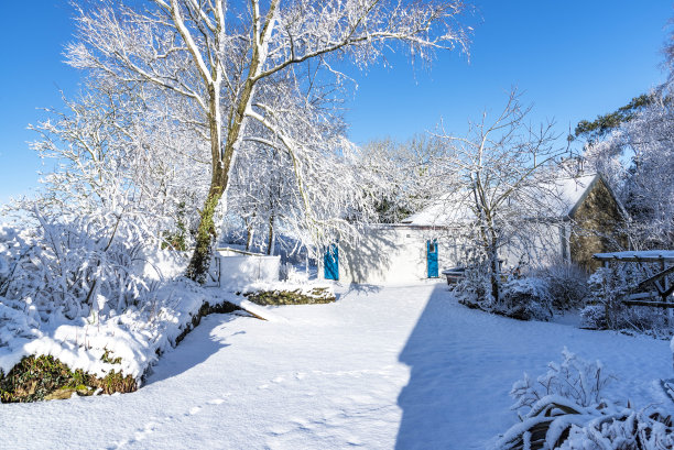雪在树与建筑物的背景，也在林地-库存照片图片下载