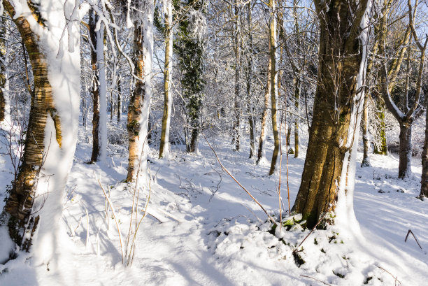 雪在树与建筑物的背景，也在林地-库存照片图片下载