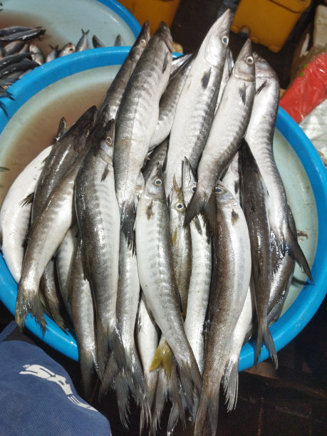 海鱼动物图片下载