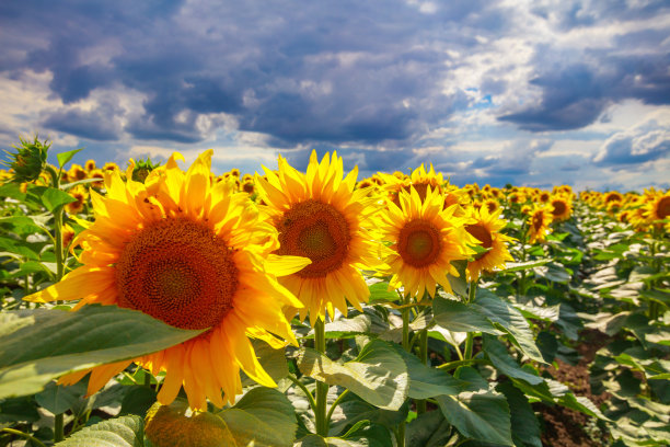 在春天铅灰色的天空下，向日葵生长在田野里图片下载