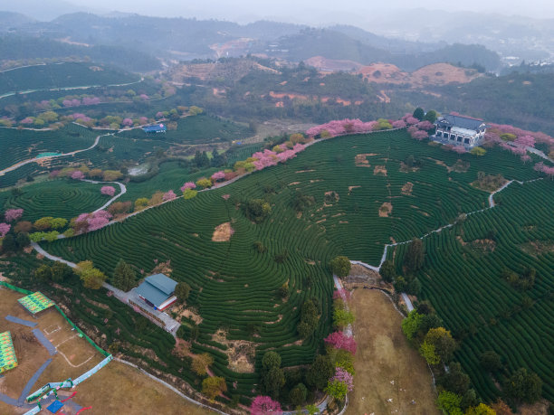 樱桃有机茶山鸟瞰图图片下载