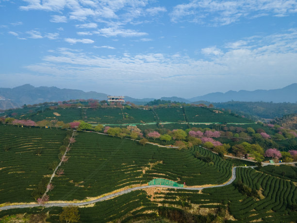 樱花茶山鸟瞰图图片下载