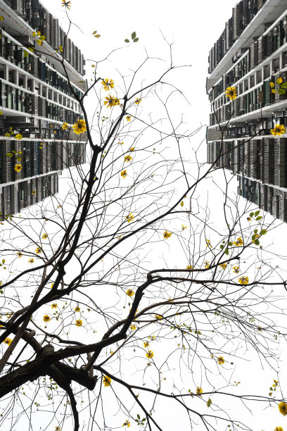 高楼中间的人行道上的树图片下载