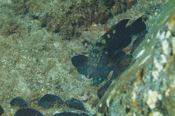 水生动物石斑鱼水下的海洋生物地中海水肺潜水员的观点图片下载
