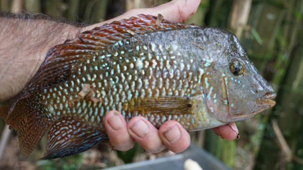 Cará, freshwater fish very common in the rivers of Brazil图片下载