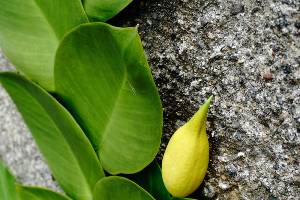 具有黄色花蕾的美元植物是一种起源于非洲的观赏藤本植物。这种由绿叶组成的植物具有光滑的表面，能够创造一个美丽的氛围。图片下载