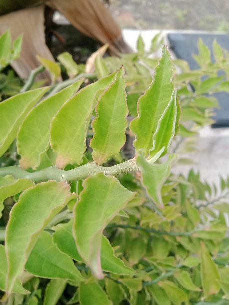 非常迷人的清晨绿色植物摄影图片下载